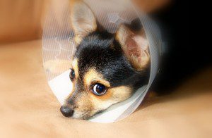Dog with Cone Around Neck