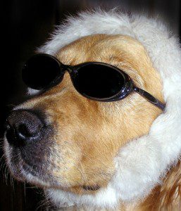 Dog Wearing a Hat and Sunglasses