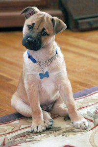 Puppy with Curious Look
