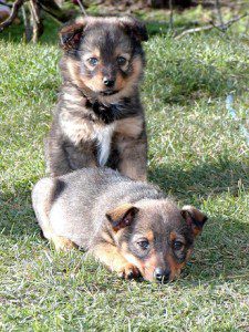 Two Puppies in the Grass