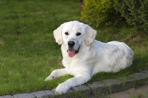 housebreaking an older dog