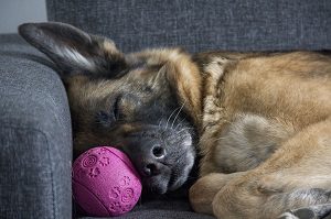 Why do dogs sleep so much?