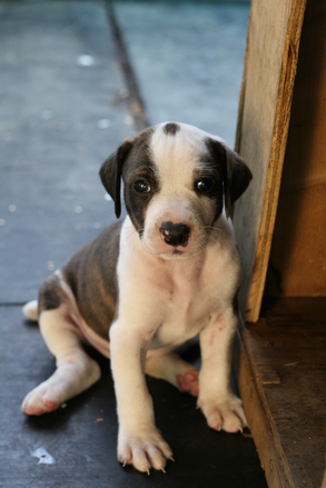 Abandoned Puppy