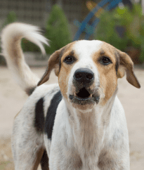 Do I Need An Anti-Bark Device?