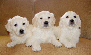 Three White Puppies