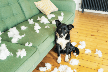 Cons of An Adult Dog