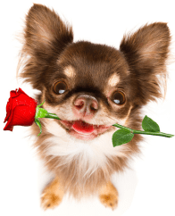 Display Flowers Away From Pets