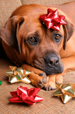 Put Away the Gift Wrap