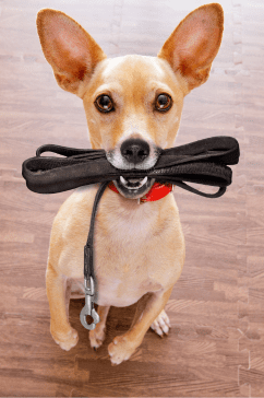 Pros of Adopting An Adult Dog