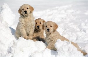 Protect Dogs Paws From Cold